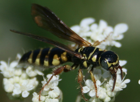Five-banded Thynnid Wasp Five-banded Thynnid Wasp